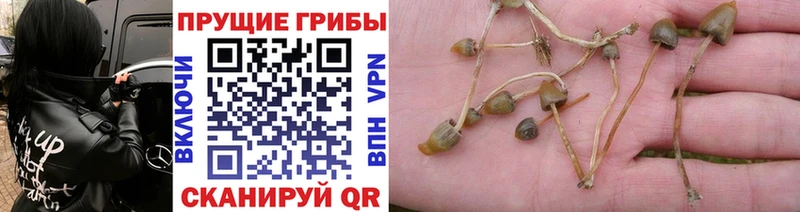 Галлюциногенные грибы мухоморы  Верхняя Тура 